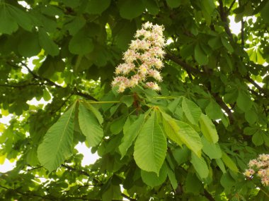 Chestnut (Castanea Tourn), kayın familyasından bir yaprak ağacı cinsidir.          