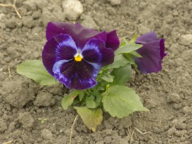  Üç renkli menekşe, vahşi nonoş (Viola üç renkli L.)         