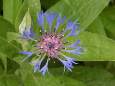 Dağ çiçeği (lat. Centaurea montana, Asteraceae familyasından bir bitki türü..           