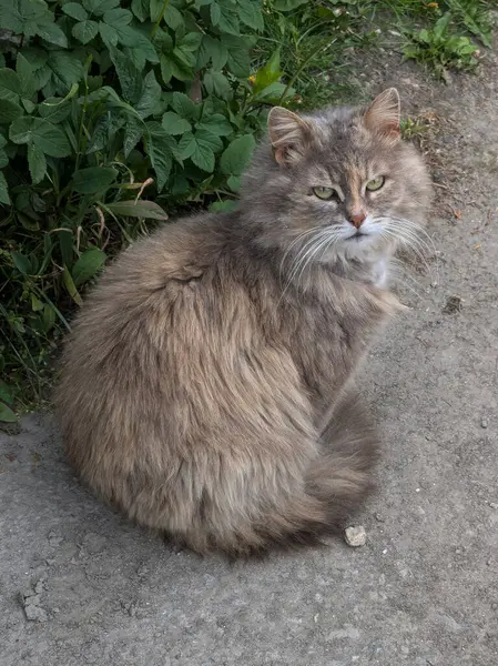 Kedi kedisi (Latince Felis Silvestris catus), kedigiller (Felis) familyasından bir kedi türü.) 