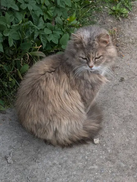 Kedi kedisi (Latince Felis Silvestris catus), kedigiller (Felis) familyasından bir kedi türü.) 