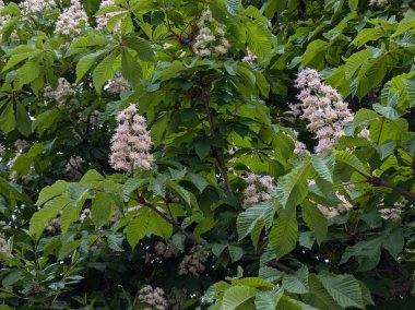 Chestnut (Castanea Tourn), kayın familyasından bir yaprak ağacı cinsidir.
