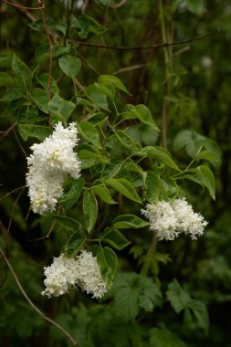 Sıradan yaban domuzu (Şırınga bayağılığı)) 