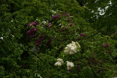 Sıradan yaban domuzu (Şırınga bayağılığı)) 