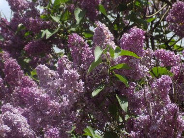 Sıradan yaban domuzu (Şırınga bayağılığı))           