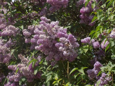 Sıradan yaban domuzu (Şırınga bayağılığı))           