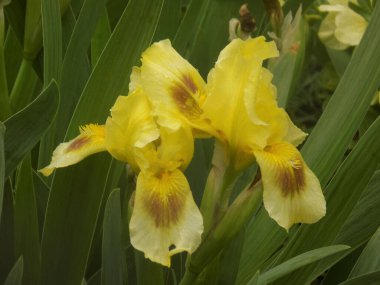 Horozlar veya irisler (Latin Iris)          