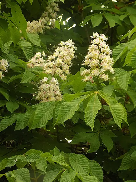 Chestnut (Castanea Tourn), kayın familyasından bir yaprak ağacı cinsidir.          