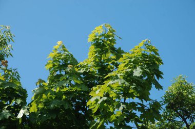 Akçaağaç ya da çınar akçaağaç (Acer platanoides L.)