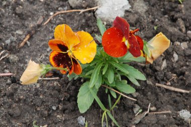  Üç renkli menekşe, vahşi nonoş (Viola üç renkli L.)  