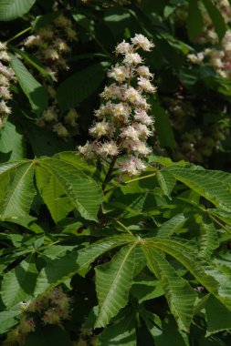 Chestnut (Castanea Tourn), kayın familyasından bir yaprak ağacı cinsidir.  