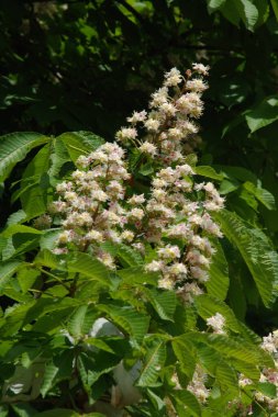 Chestnut (Castanea Tourn), kayın familyasından bir yaprak ağacı cinsidir.  