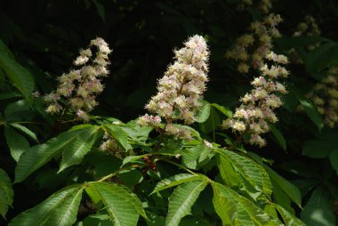 Chestnut (Castanea Tourn), kayın familyasından bir yaprak ağacı cinsidir.  