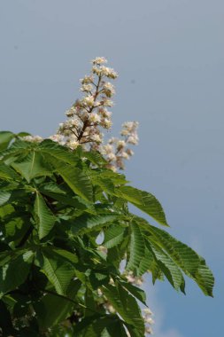 Chestnut (Castanea Tourn), kayın familyasından bir yaprak ağacı cinsidir.  