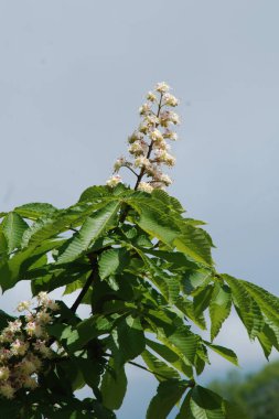 Chestnut (Castanea Tourn), kayın familyasından bir yaprak ağacı cinsidir.  