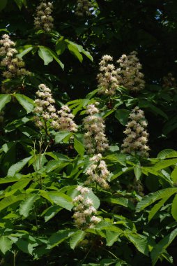 Chestnut (Castanea Tourn), kayın familyasından bir yaprak ağacı cinsidir.  