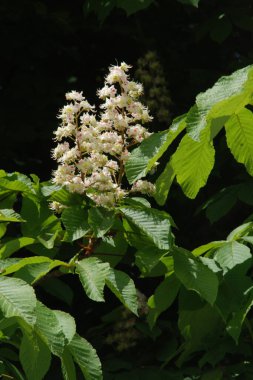 Chestnut (Castanea Tourn), kayın familyasından bir yaprak ağacı cinsidir.  