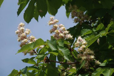 Chestnut (Castanea Tourn), kayın familyasından bir yaprak ağacı cinsidir.  