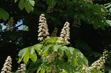 Chestnut (Castanea Tourn), kayın familyasından bir yaprak ağacı cinsidir.  