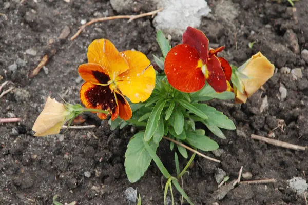  Üç renkli menekşe, vahşi nonoş (Viola üç renkli L.)  