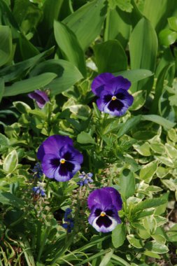  Üç renkli menekşe, vahşi nonoş (Viola üç renkli L.)  