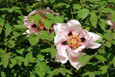 Asteraceae, blue, cornflower, flower, flower, flower, green, herbaceous, Mountain Cornflower, always nial, flower, plant, stem, wild plant