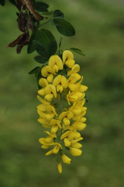 Altın yağmur veya Laburnum (lat. Laburnum)
