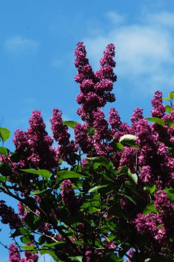 Sıradan yaban domuzu (Şırınga bayağılığı)) 