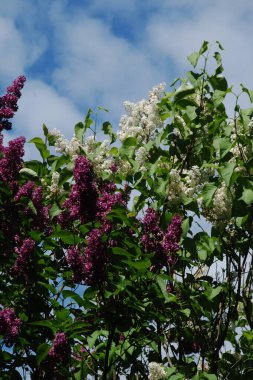 Sıradan yaban domuzu (Şırınga bayağılığı)) 