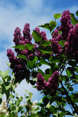 Sıradan yaban domuzu (Şırınga bayağılığı)) 