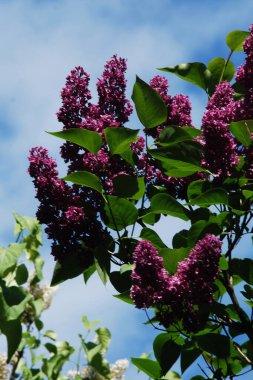 Sıradan yaban domuzu (Şırınga bayağılığı)) 