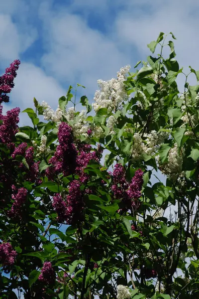 Sıradan yaban domuzu (Şırınga bayağılığı)) 