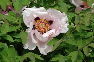 Asteraceae, blue, cornflower, flower, flower, flower, green, herbaceous, Mountain Cornflower, always nial, flower, plant, stem, wild plant