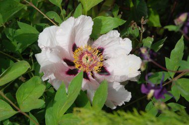 Asteraceae, blue, cornflower, flower, flower, flower, green, herbaceous, Mountain Cornflower, always nial, flower, plant, stem, wild plant