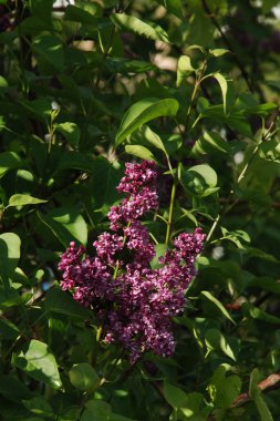 Sıradan yaban domuzu (Şırınga bayağılığı)) 