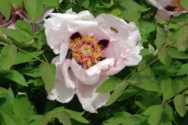 Asteraceae, blue, cornflower, flower, flower, flower, green, herbaceous, Mountain Cornflower, always nial, flower, plant, stem, wild plant