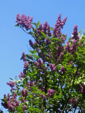 Sıradan yaban domuzu (Şırınga bayağılığı))           