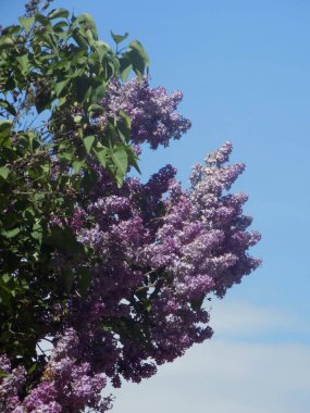 Sıradan yaban domuzu (Şırınga bayağılığı))           