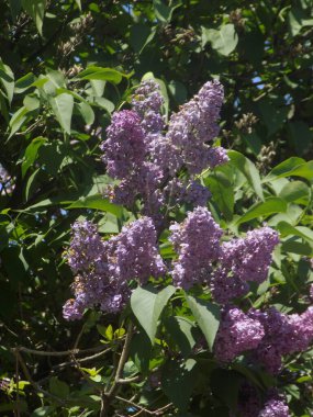 Sıradan yaban domuzu (Şırınga bayağılığı))           