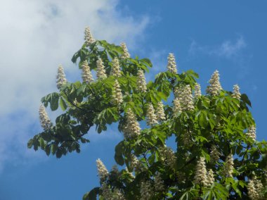 Chestnut (Castanea Tourn), kayın familyasından bir yaprak ağacı cinsidir.            