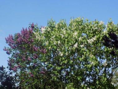 Sıradan yaban domuzu (Şırınga bayağılığı))           