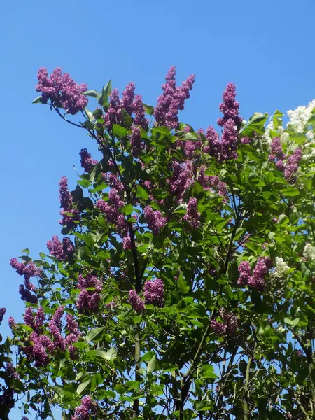 Sıradan yaban domuzu (Şırınga bayağılığı))           