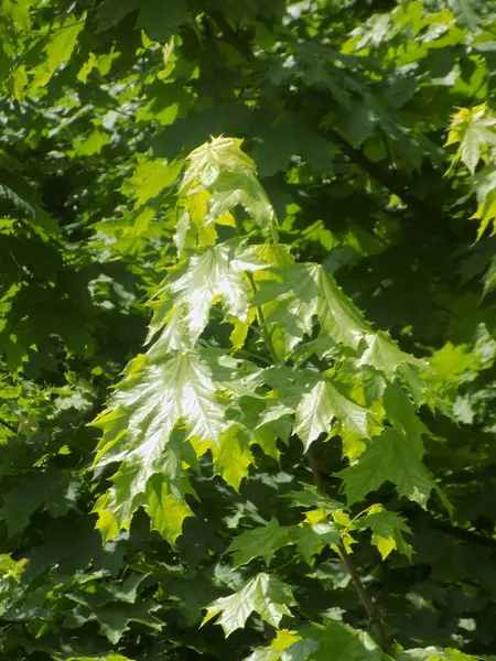 Akçaağaç ya da çınar akçaağaç (Acer platanoides L.)          