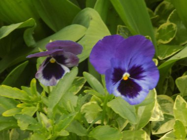  Üç renkli menekşe, vahşi nonoş (Viola üç renkli L.)            