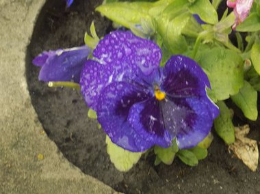 Üç renkli menekşe, vahşi nonoş (Viola üç renkli L.)            