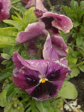 Üç renkli menekşe, vahşi nonoş (Viola üç renkli L.)            