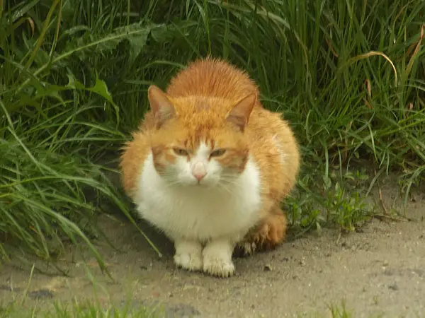 Kedi kedisi (Latince Felis Silvestris catus), kedigiller (Felis) familyasından bir kedi türü.)            