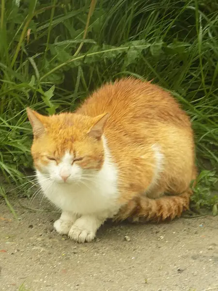 Kedi kedisi (Latince Felis Silvestris catus), kedigiller (Felis) familyasından bir kedi türü.)            