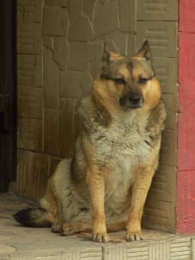 Köpek ya da evcil köpek (Canis lupus familiaris))          