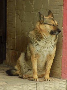 Köpek ya da evcil köpek (Canis lupus familiaris))          